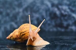 large live snail on a smooth black surface against a dark background photo