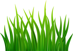 vert herbe Prairie frontière png