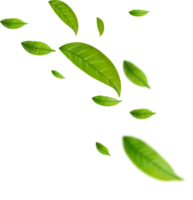 Realistic green tea leaves in motion png