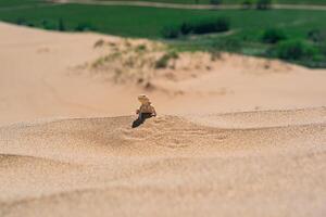 Desierto lagartija frinocéfalo mystaceus secreto cabeza de sapo agama en el arena duna de sarykum foto