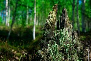 remains of a rotten stump in the forest, covered with moss and lichen photo