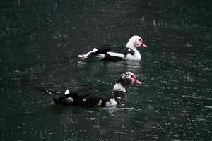 muscovy ducks swim in a pond under a snowfall photo