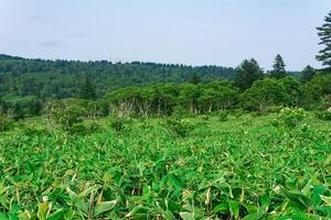 stone birch trees among bamboo thickets, wooded landscape of Kunashir island, monsoon coastal forest photo