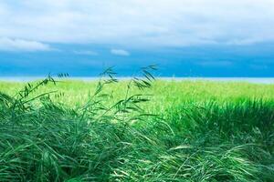 meadow with green eared grass on the seashore photo