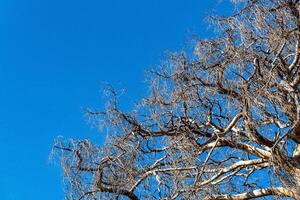 dry tree on a background of blue sky photo