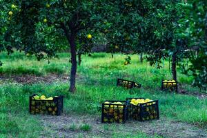 picking citrus fruits, fruit crates in the orchard photo