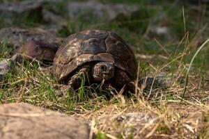 greek tortoise Testudo graeca in the wild photo