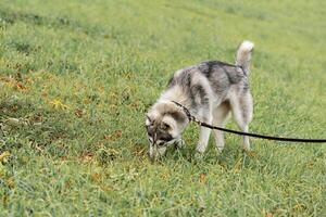 husky dog on a leash digging something on the lawn photo