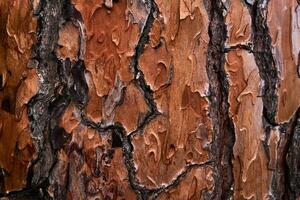 vibrant orange live pine bark texture photo