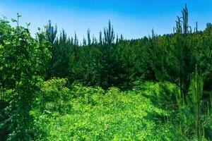 paisaje con un soleado primavera prado a el borde de el bosque foto