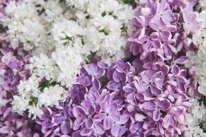 natural antecedentes de blanco y púrpura floreciente lilas de cerca foto