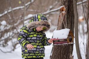 child in a winter park feed birds using a feeder photo