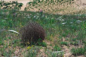 tumbleweed rolls on dry feather grass steppe photo