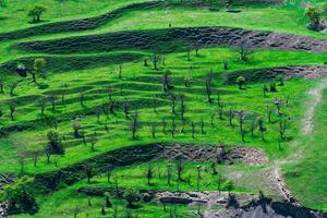 mountain landscape with green terraced hay fields on the slopes photo