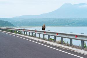 gray sea eagle sits on a traffic barrier on the edge of a coastal highway against the backdrop of a foggy bay, Kunashir Island photo