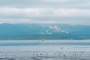 seagulls on the shallows at low tide against the backdrop of a sea bay with a foggy volcano in the distance, a landscape near the town of Yuzhno-Kurilsk on the island of Kunashir photo