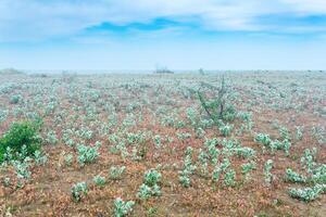 foggy coastal landscape, sandy shore of the Caspian Sea with desert vegetation photo