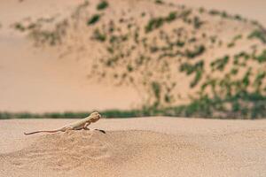 lagartija frinocéfalo mystaceus secreto cabeza de sapo de nuevo en el arena duna de sarykum foto