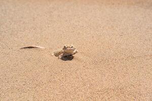 desert lizard toadhead agama half burrowing in the sand, close-up photo