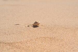 toadhead agama lizard quickly dug into the sand vibrating with its whole body photo
