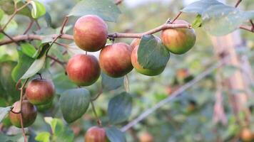 rosso giuggiola frutta o Mela kul boroi su un' albero ramo altalene nel il giardino con un' superficiale profondità di campo. avvicinamento messa a fuoco video