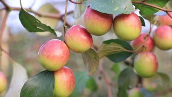 röd jujube frukt eller äpple kul boroi på en träd gren gungor i de trädgård med en grund djup av fält. närbild fokus video