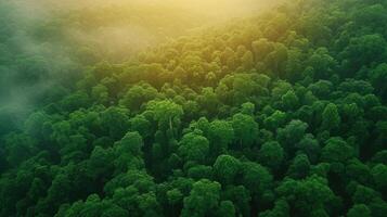 AI generated Aerial top view forest tree, Rainforest ecosystem and healthy environment concept background, Texture of green tree forest view from above, Beautiful sunrise over the mountains photo