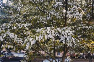 Green leaves and street with parked cars photo