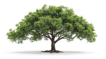 AI generated big tree isolate on white background photo