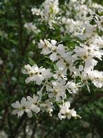 Spring white blossoms photo