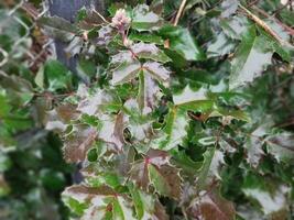 Beautiful shiny green leaves after rain photo