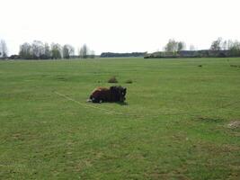 A horse resting on an endless green summer field photo