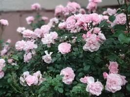 Pink rose bush blooming in the garden after rain photo