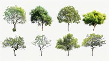 AI generated Collection of trees isolated on white background photo