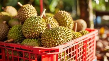 AI generated The harvested durians are cut and put in the red basket in the garden, product quality for export photo