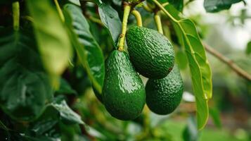 AI generated green Hass Avocados fruit hanging in the tree photo