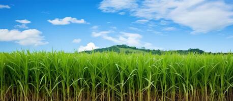 sugar cane field and blue sky with white clouds - panorama photo