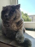 A beautiful gray British cat lies on the windowsill photo