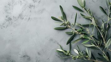 AI generated Wild olive branches on gray background. Copy space photo