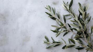 AI generated Wild olive branches on gray background. Copy space photo