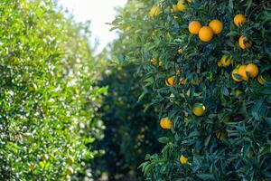 rows of orange trees on a fruit plantation close up photo