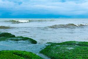 seascape, coast of the Caspian Sea with algae-covered coastal stones photo