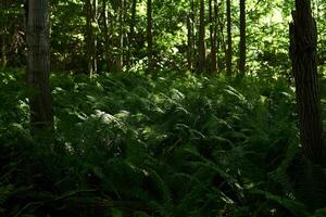 thickets of forest ferns in the shade between tree trunks photo