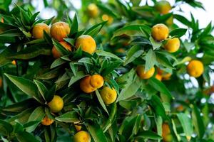 tangerines ripen on the branches close-up photo