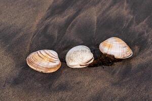 three shells of surf clams on black volcanic sand photo