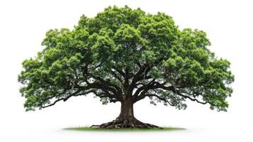 AI generated big tree isolate on white background photo