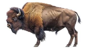 AI generated bison on isolated white background. photo