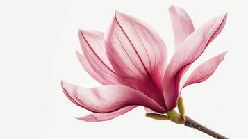 ai generado rosado magnolia flor aislado en blanco antecedentes con lleno profundidad de campo foto