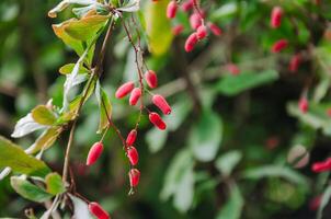 ornamental bérbero arbusto en otoño con rojo bayas foto
