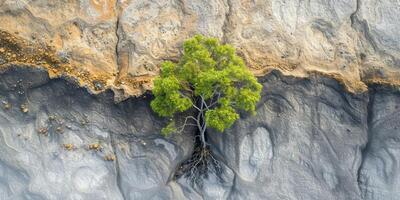 ai generado el Resiliencia de naturaleza en el cara de ambiental retos el regenerador poder de ecosistemas, enfatizando el importancia de proteger y restaurar nuestra planeta foto